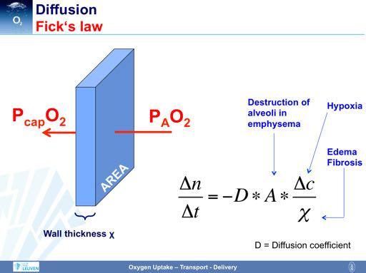 The diffusion of oxygen into the alveolar capillary can be quantitatively described by Fick s law.