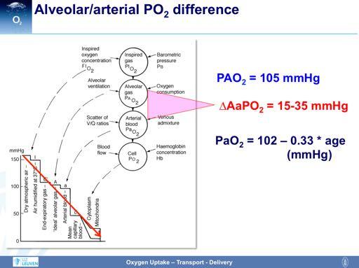 Although the diffusion barriers are minimal in healthy conditions, there is a considerable difference between the PO2 in the alveoli and the PO 2 in the arterial blood: the