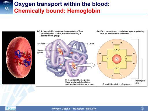 Most of the oxygen is transported within the erythrocytes by chemical binding to hemoglobin. Hemoglobin is a complex molecule consisting of two α- and two β-subunits.