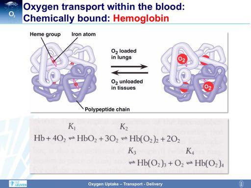 Oxygen is bound to the iron atom within the heme group.