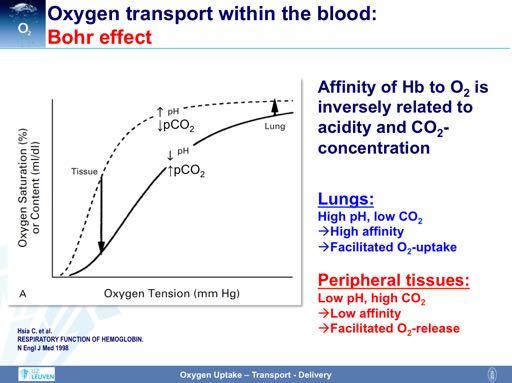 The Bohr effect is a physiological phenomenon first described in 1904 by the Danish physiologist Christian Bohr, stating that hemoglobin's oxygen binding affinity is inversely related both to acidity