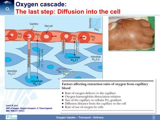 The very last step of the oxygen cascade is represented by the diffusion of oxygen from the capillaries to the cells.