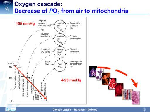 During the way of the oxygen from atmosphere to mitochondria, the oxygen tension is constantly declining, from 159 mmhg in the atmosphere (at sea level) to