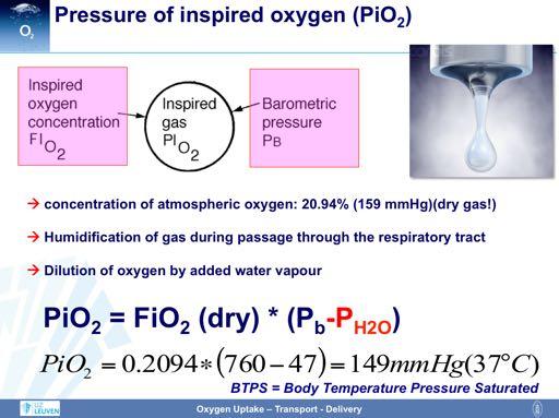 The first decline in oxygen tension occurs due to the dilution of inspired by water vapor. Within the upper airways, the inspired air is humified with water vapor.