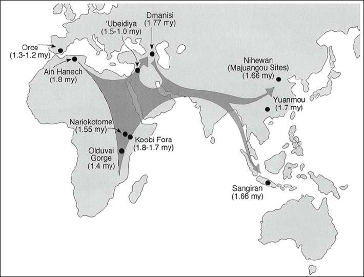 This section very briefly has shown that the early hominins were now ready to travel long distances, setting the scene for the the first Out of Africa migration to take place.