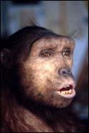 Although the evidence in favour of the genus Australopithecus being bipedal is quite strong, there is some evidence to suggest that some species prior to Australopithecus had also achieved