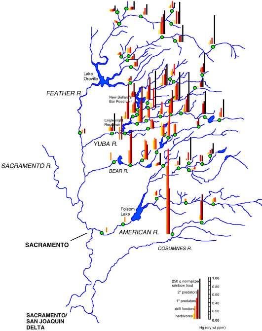 Invertebrate Biosentinel and Trout Mercury in Northwestern Sierra Nevada Watersheds (1993-1996) Strong signal of residual, bioavailable Hg Centered on historic gold mining zone Trout Trout muscle