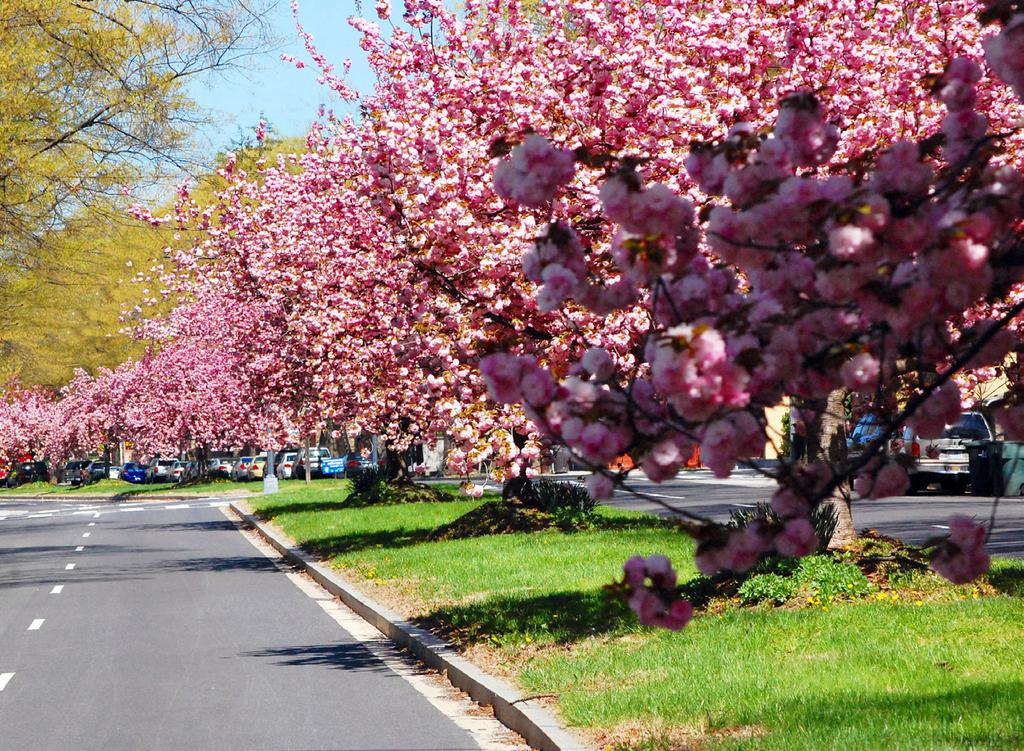 W Support Our Beautiful Boulevard e have just experienced the spring cherry blossoms and daffodils on the MacArthur Boulevard median mounds and will soon see the summer plantings emerge to accompany