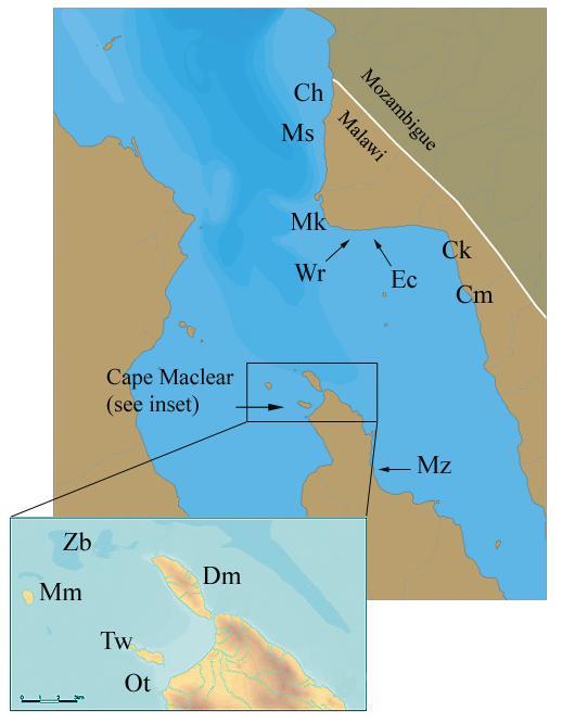 A) B) Dlx2 ND2 Location Mz Lf Mz Lf Chinyamkwazi (Ck) - 6-10 Chinyamwezi (Cm) - 6-9 Choifu Bay (Ch) 16 6 6 10 Domwe Island (Dm) 10 8 10 9 Eccles Reef (Ec) 15 7 6 10 Makanjila Point (Mk) 6 6 9 10