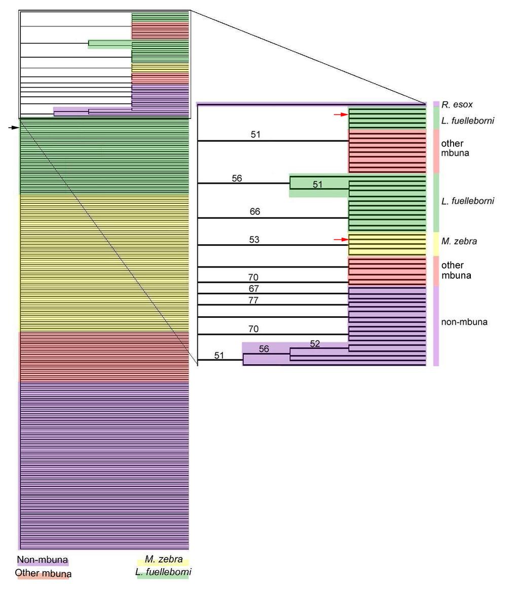 Figure 5. Dlx2 phylogenetic distance tree constructed using PAUP 4.0. L. fuelleborni sequences are shown in green, M. zebra in yellow, other mbuna in red, and non-mbuna in purple.