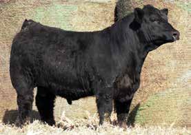 95 Sired by the $480,000 valued Loaded Up, Fully Loaded looks the part. His dam, Dolly, is one of the great half blood cows of the breed.