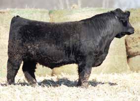 23 Sired by the $87,000 Relentless and the $15,500 Donna 4629 dam, this bull can t miss.