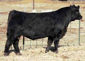 67 A powerful Pays To Dream son with an excellent weaning weight of 744 lbs and a yearling weight of 1329. His kind never go out of style as their offspring always push the scales down.