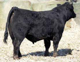 29 Sired by a purebred Angus bull by Dameron First Class and out of a $10,500 OCC Anchor cow. C106E is a model for sound, easy fleshing, top performing cattle.