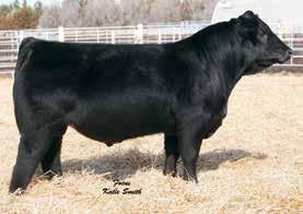 81 Powerful blaze faced bull with our second highest ADG and one of the top yearling weights with a 1484 lb. Backed by of top 15% weaning, top 4% yearling and top 10% ADG.