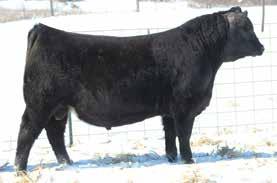 Simmental breed great half blood cows. She being by SAV Traveler 004 and out of the great Triple C No Doubt cow. X33D is a maternal brother to our Loaded up son X33E, Lot 19 in this sale.