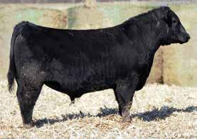 62 Sired by the calving ease and performance based sire Baldridge Bronc. This guy did everything we had hoped for when we started breeding Angus.