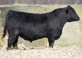 I don t care what breed they are, this is the kind that will keep you in business. 41 42 Drake Iowa Boy B207E AAA#18952356 Purebred Angus Birth: 3-18-17 Tattoo: B207E Adj. BW: 79 Adj. WW: 740 Adj.