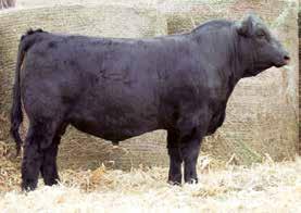 He came small and turned into a powerhouse. We love the way he is made and this bull has extra fleshing ability with thickness from front to back.