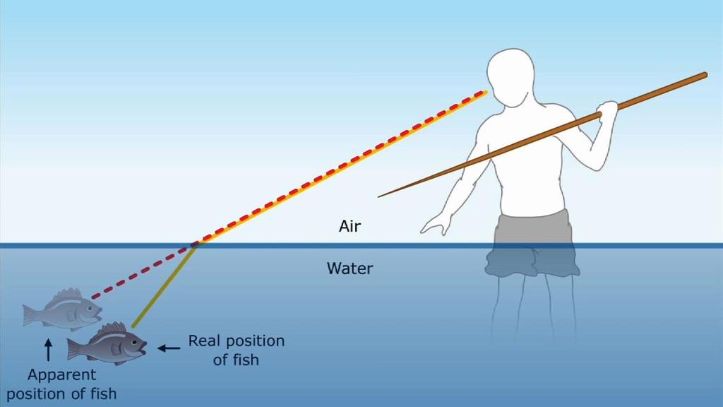 Comprehension check: Where would the fish appear to be if the man looked down at it from straight above its actual location? Refraction: Refraction is another way that waves interact with matter.