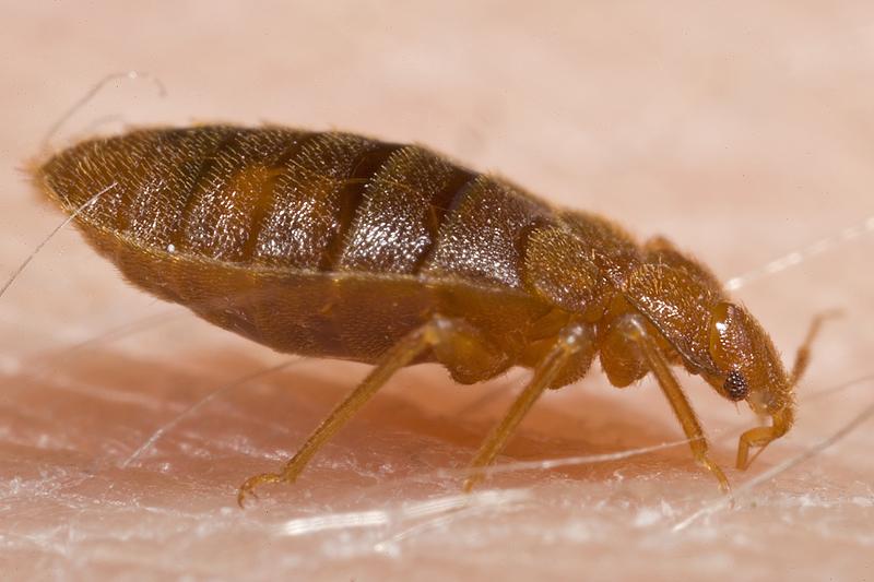 Bed bugs are health hazards Bed bugs do not transmit disease, but they are a pest of public health significance.