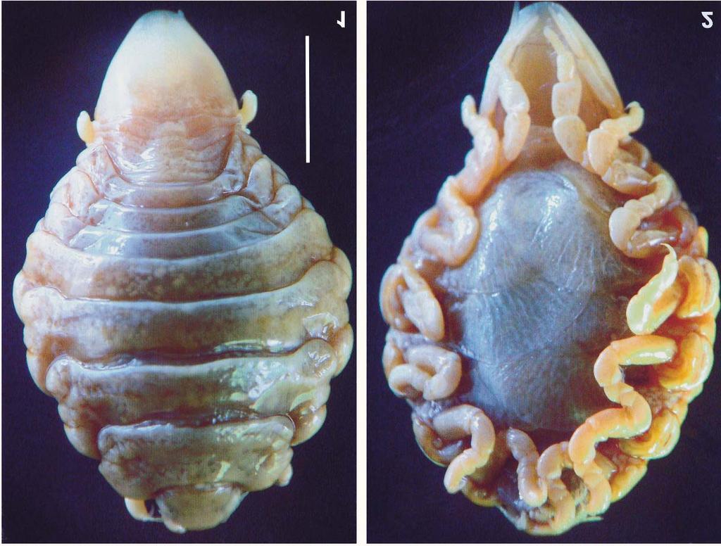 286 V. E. Thatcher et al. Figures 1-2. Riggia cryptocularis sp. nov., female: (1) dorsal view, (2) ventral view. Scale = 5 mm. Intensity: 1/fish. Type material.