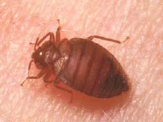 What Can I Do About Bed Bugs? Adapted from Guidelines for Prevention and Management of Bed Bugs in Shelters and Group Living Facilities by J. Gangloff-Kauffman, J. and C. Pilcher. 2008.