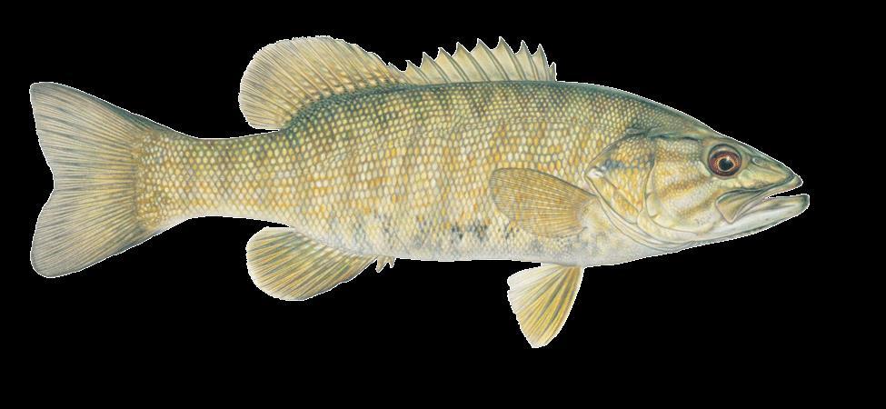 Potential limiting factors Smallmouth bass o Predation o