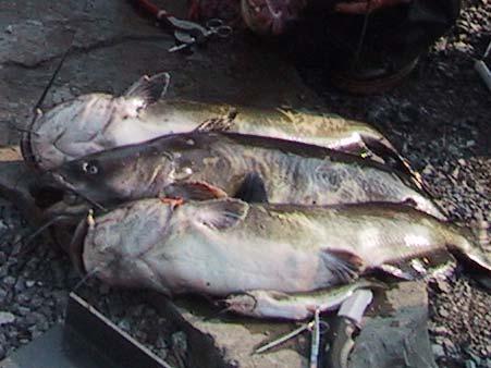 South Fork Channel Catfish Summary Mainly consume sunfishes (centrarchids) in April & July Green algae