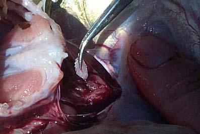 Fish Processing Methods Stomach or intestine: - 10%