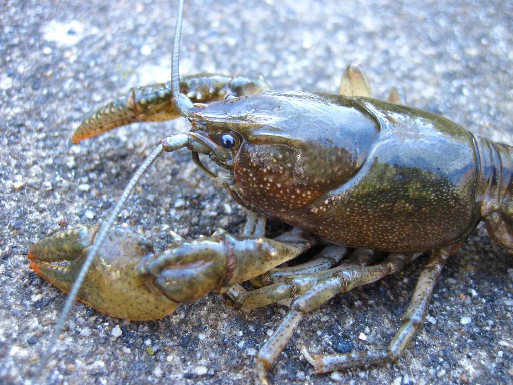 Crayfish 101: An Introduction to Crayfish Biology and