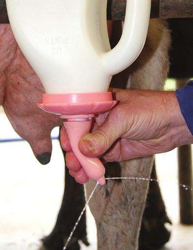 milking machine, or by hand.