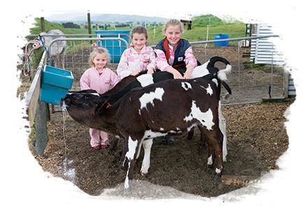 Choosing your calf Your calf will be your pet, so it s important that its type and size matches your age and size.