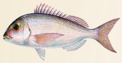 31 Gulf - Open year round Gulf - 5 per harvester Triggerfish (Gray) X Atlantic 12" fork