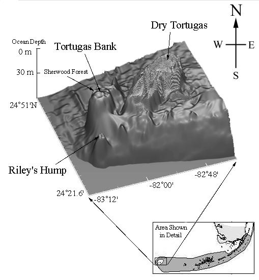 Figure 2. Map showing an exaggerated, three-dimensional rendering of the ocean floor with the location of the Dry Tortugas, Tortugas Bank, and Riley s Hump (courtesy of J. Ault, Univ. of Miami).