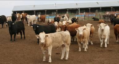 F 1 Steers PB & F 1 Bulls Dams: AN,  F 1 Heifers Natural Service
