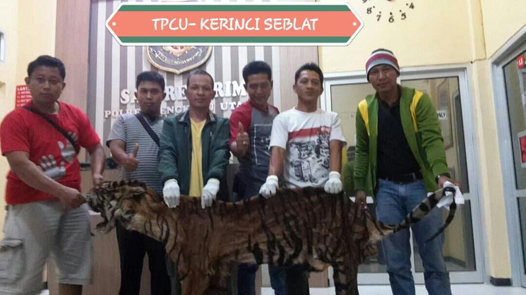 Two months later, in April, following an investigation into trade-driven threat to tigers in the northeast of the national park in park-edge districts of West Sumatra province, law enforcement was