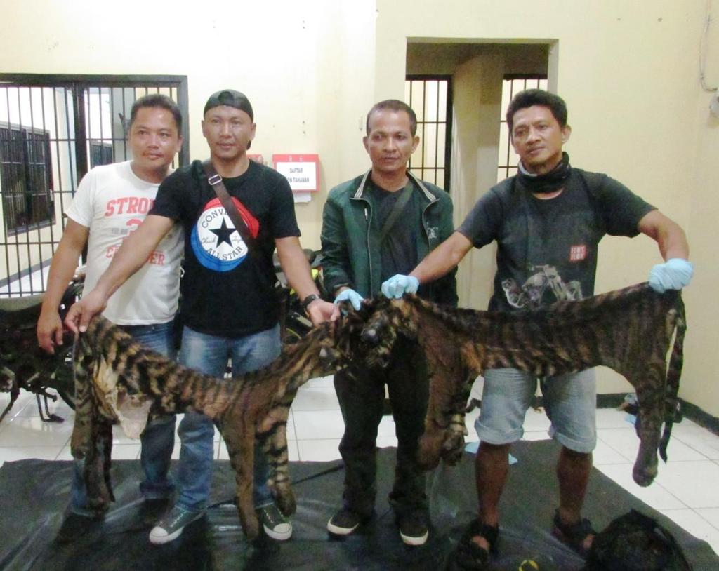 These tigers had been poached early in 2017 in park-edge forests on the Bengkulu-West Sumatra provincial borders but attempts to sell these animals had stalled as the poachers and their boss were