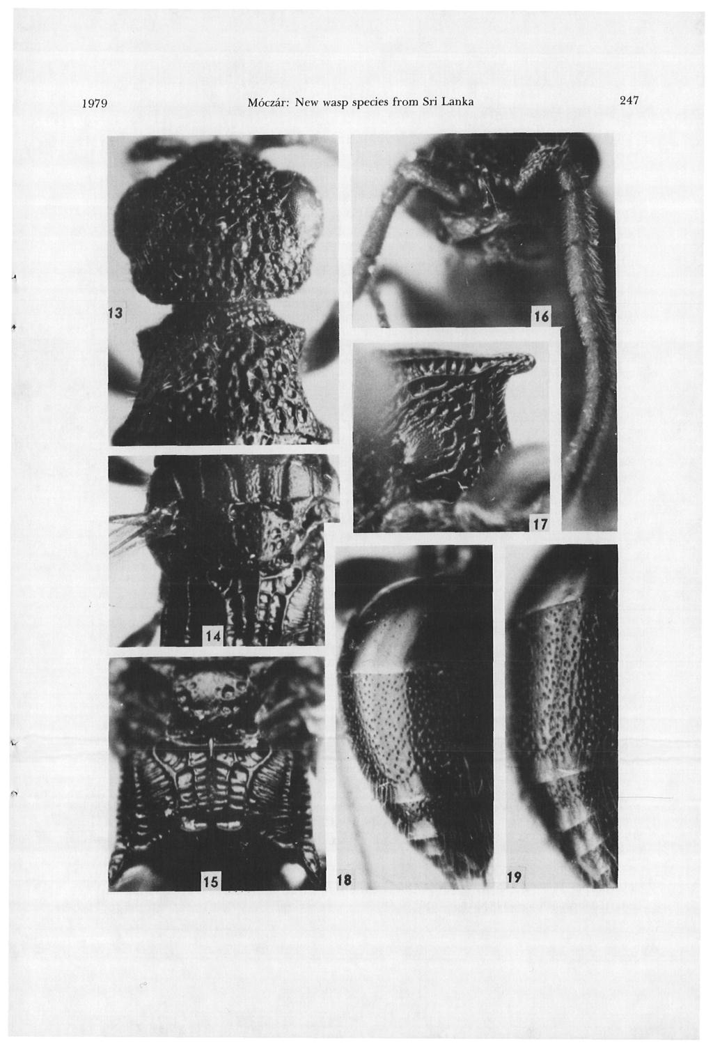 1979 Moczar: New wasp