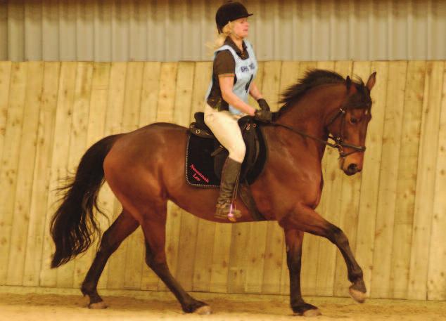 To practise start by finding out how many canter strides your horse makes in his normal canter over a set distance and then practise slowing that canter down increasing strides until your horse s