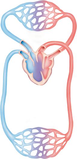 Vertebrates with lungs have a double-loop circulatory system.