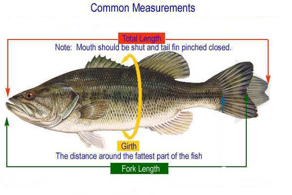 Table 1 - Fish Measurements (inches) Total Length Fork Length Girth 4. Locate the 3 body regions of the perch --- head, trunk, and tail. Label these on Figure 1. 5.