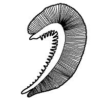 11. Use a probe to lift the operculum and observe the gills. Note their color. 12. Use a scissors to cut away one operculum to view the gills. Find the gill slits or spaces between the gills. 13.