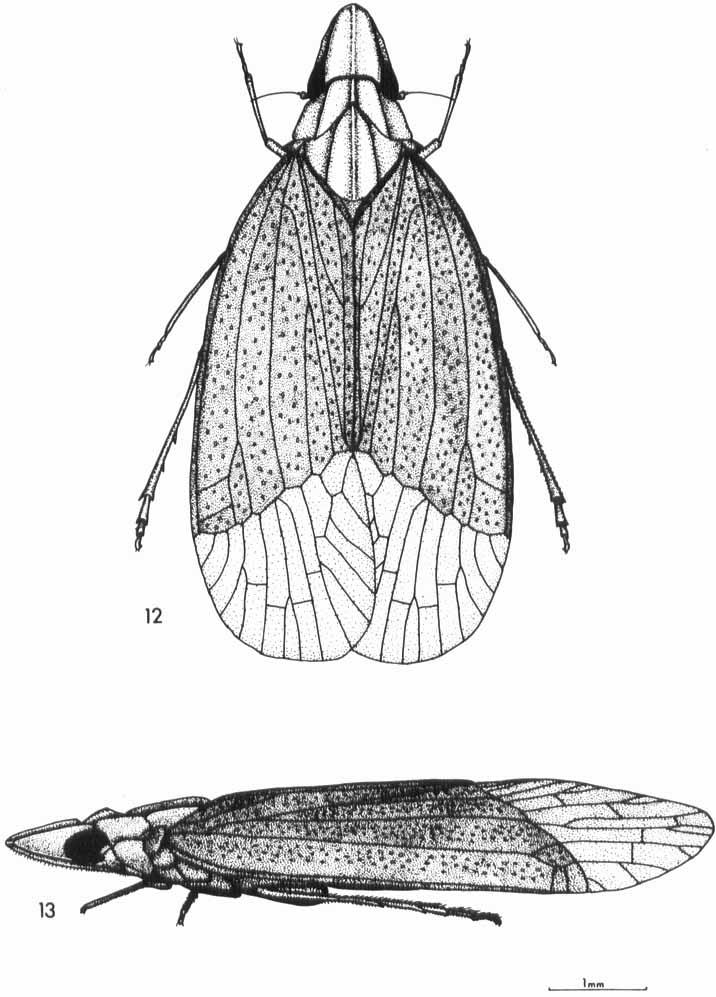 162 M. J. FLETCHER FIGS 12-13-Dorsal and lateral views of K. australis adult., Inn Abdomen.-With 8 segments visible dorsally and 6 ventrally.