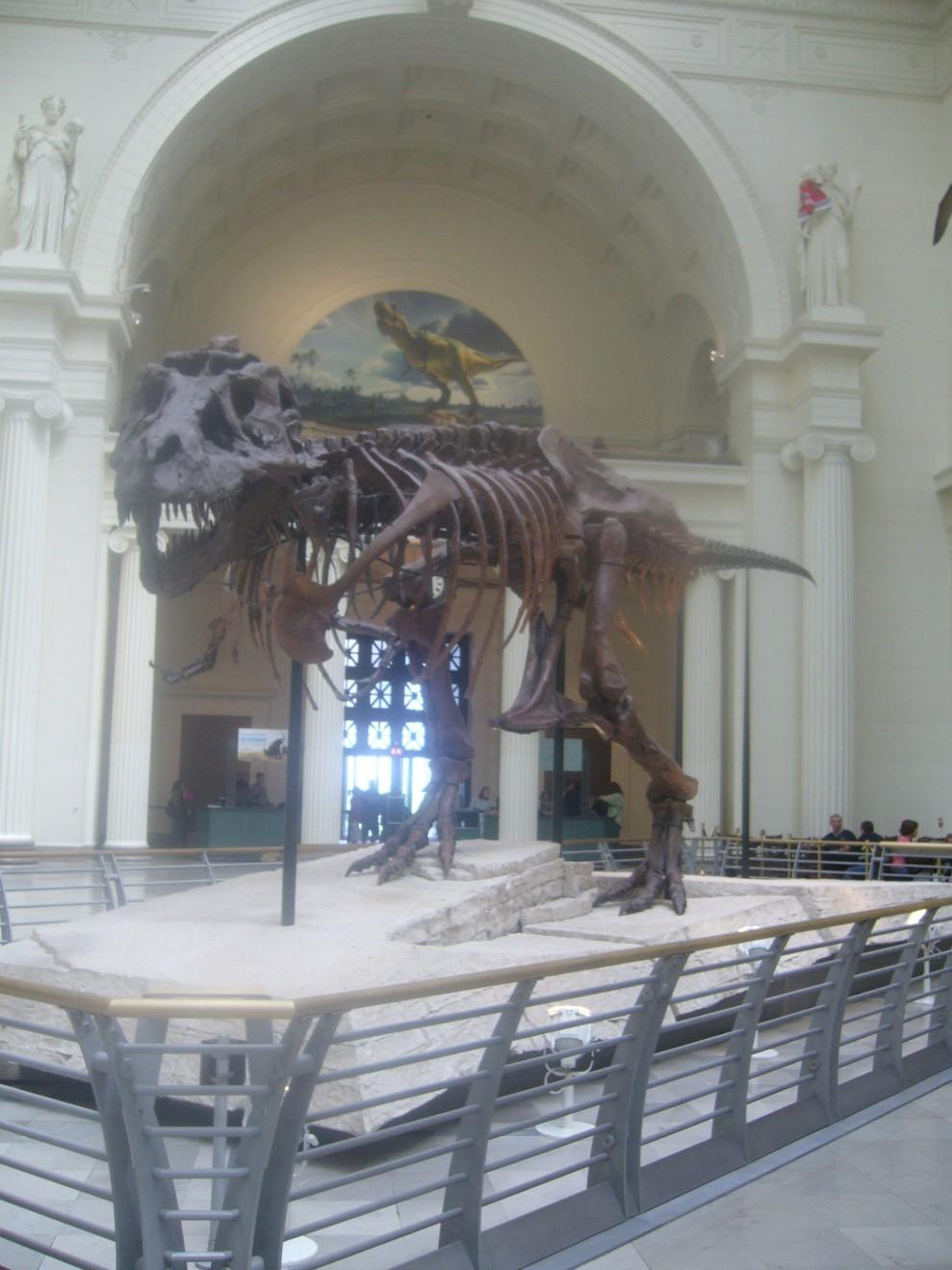 PICTURED BELOW, A LOOK INTO THE MAIN ENTRANCE OF THE FIELD MUSEUM. WHEN WE WERE FINISHED AT THE FIELD MUSEUM, EVERY- ONE COULD CHOOSE WHAT THEY WANTED TO SEE IN THE AFTERNOON.