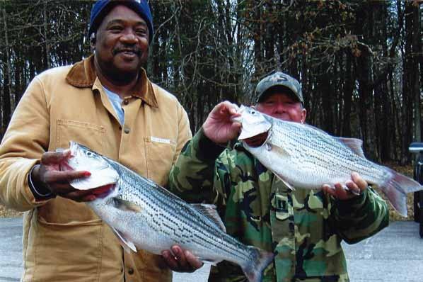 OLD HICKORY LAKE Percy Priest Hybrid & Striper Club - Feb 3rd Place: Terry Hogan and Ray Whitehead - 12.96 lbs including Big Hybrid of Tournament 8.53 lbs.