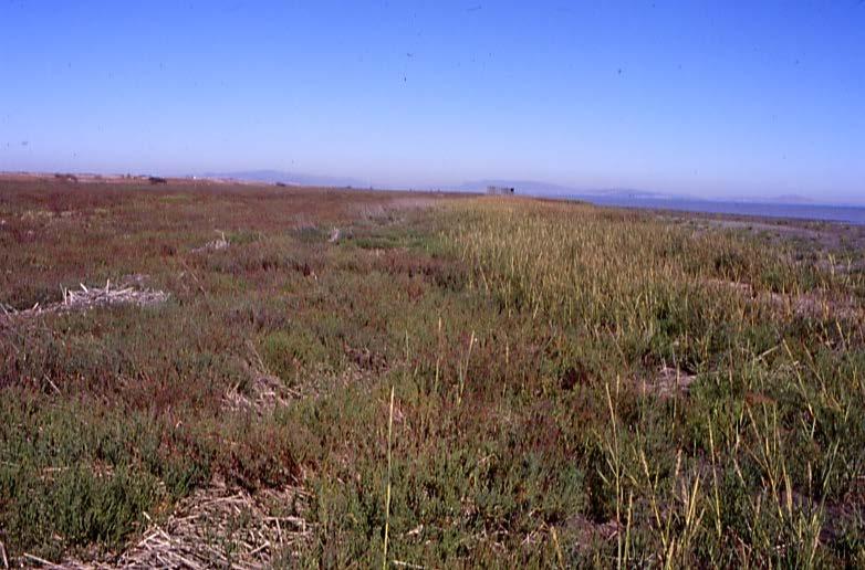 MARE ISLAND fringing salt marsh progradation 3 5 m / yr (1998-2000); >