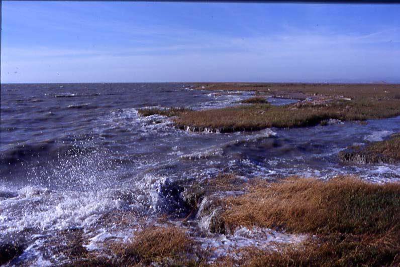 Tidal marsh edge = response to prevailing wave