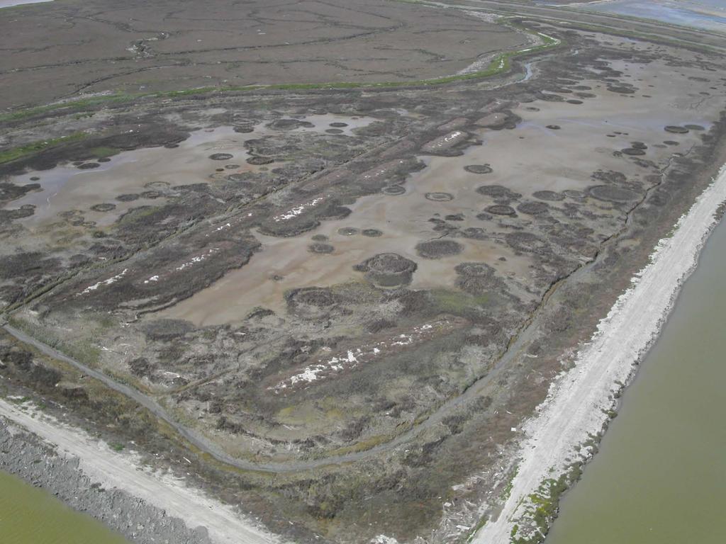 shoreline fringing marsh Radial