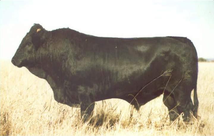 TOPLINE, BACK, LOIN, HIPS, RUMP AND TAIL - 16 POINTS Rump Well filled without fat accumulation, noticeably long, wide between thurls, wide between pin bones.